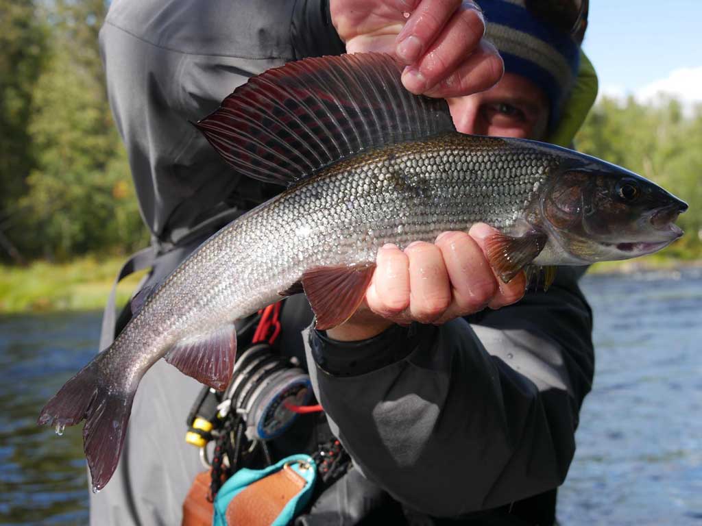Pêche de l'ombre en Laponie Suède